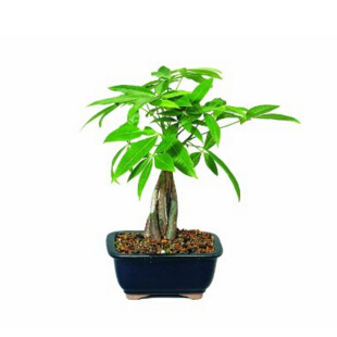 Brussel's Money Tree Bonsai - Small - (Indoor), Only $16.04, You Save $12.69(44%)