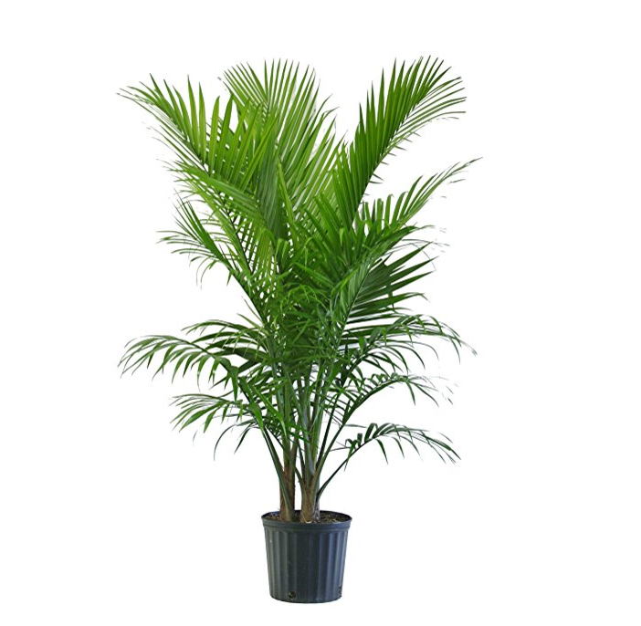 Majesty Palm in Pot only $13.20