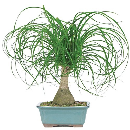 Brussel's Ponytail Palm Bonsai, Only $12.05
