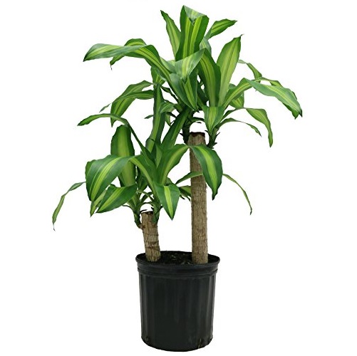 Delray Plants Corn Plant (Mass Cane) in Pot, Only $7.00