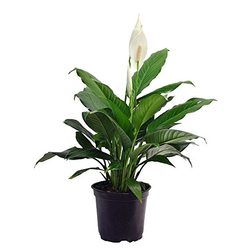 Delray Plants Peace Lily - Spathiphyllum, Only $6.68