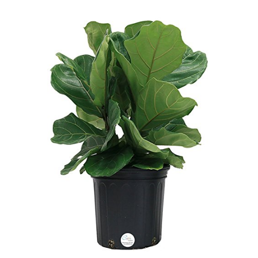 Costa Farms Ficus Pandurata Fiddle-Leaf Fig Live Indoor Floor Plant in 8.75-Inch Grower Pot $24.75