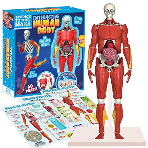 Be Amazing! Toys Interactive Human Body - 60 Piece Fully Poseable Anatomy Figure – 14” Tall Model - Anatomy Kit – Removable Muscles, Organs,Bones STEM Toy – Ages 8+,  Only $14.99